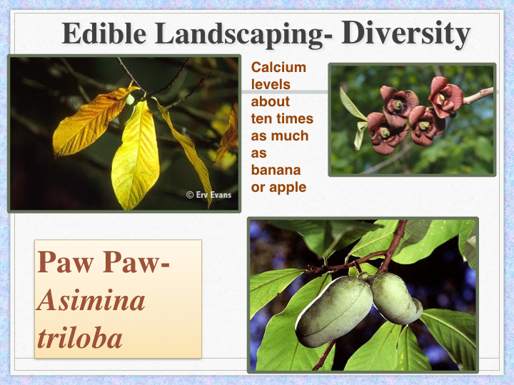 Non Timber Forest Products 5: Fruits and Nuts and Saps and&nbsp;Resins