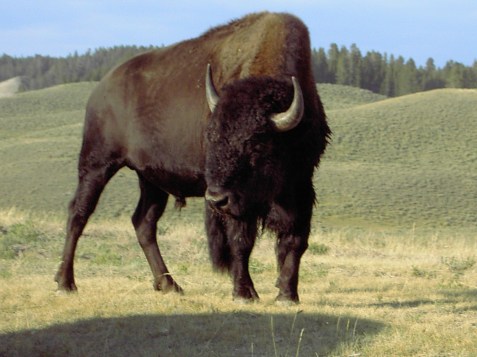 Yellowstone Bison