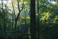 Treasure Lake Forest, Kentucky, USA