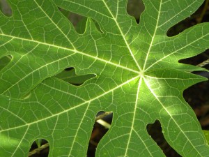 Spoke and wheel pattern of the papaya, sun and shade mix of the emerging food forest on its leaf