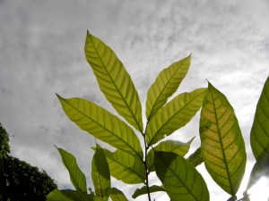 The dendritic pattern of new growth on Mango leaves