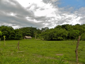 Taino Farm Pasture and Native forest hillside in the background