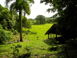 Great view of the tropical landscape of Taino Farm, chicken coop under the shade of the large jungle trees and palm trees