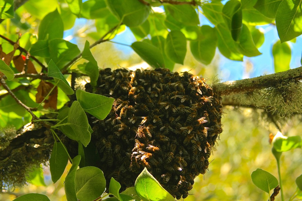 Non Timber Forest Products 4: Honey Production and Roundwood Construction and&nbsp;Fuels