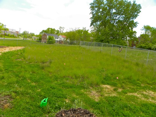 Bond Hill Before the swales