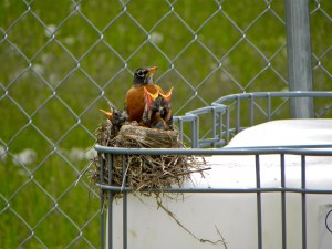 A Robin with chicks at Bpnd Hill Garden on top of the future water tank