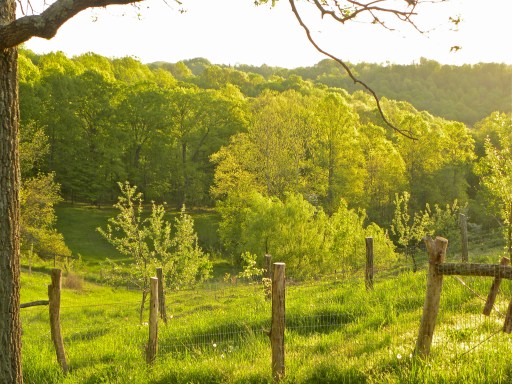 solid ground farm- looking towards a terraced orchard in spring 2013