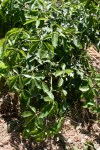 White Sapote with lots of young new growth