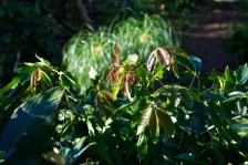 White Sapote new growth