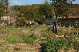 Quinta dos sete nomes northside of forest garden implementation