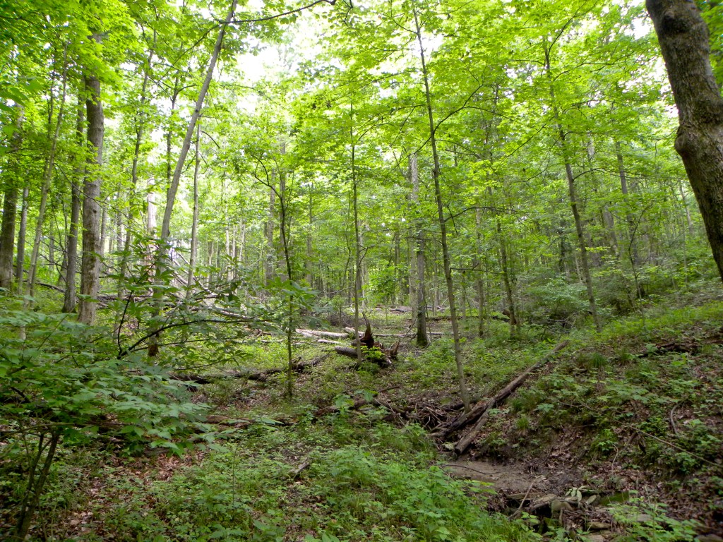 Non Timber Forest Products 3- Mushroom Cultivation and fibers and&nbsp;crafts