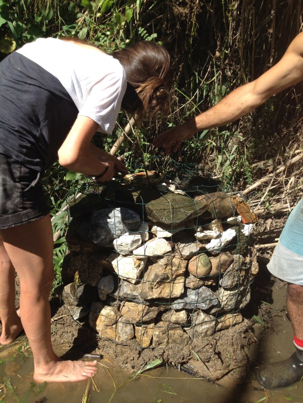 Louise adding stones to the gabbion planting basket