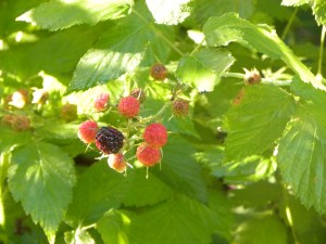 black capped raspberry, an edible forage plant at the lake