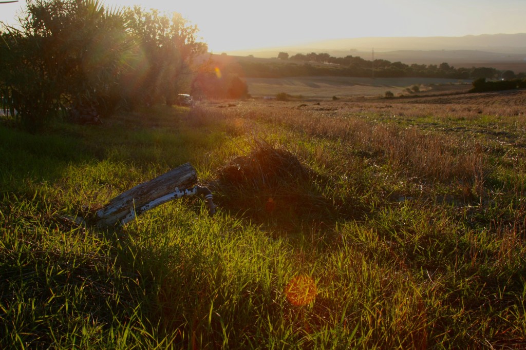 Project Update: Suryalila, South Spain, Reforestation&nbsp;Beginnings