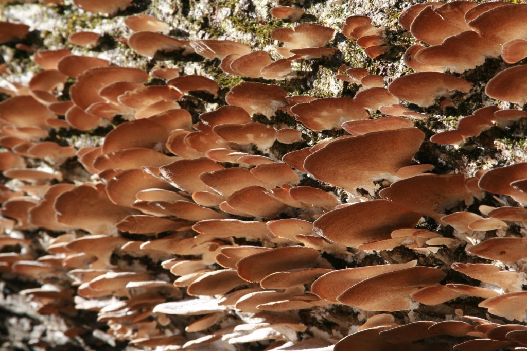 Project Update: Winter Workings: Treasure Lake, Petersburg, Kentucky,&nbsp;USA