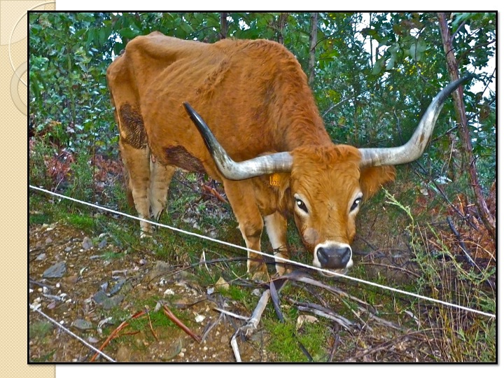 TreeYo EDU article: Meeting the basic needs of animals on a Pattern&nbsp;Level