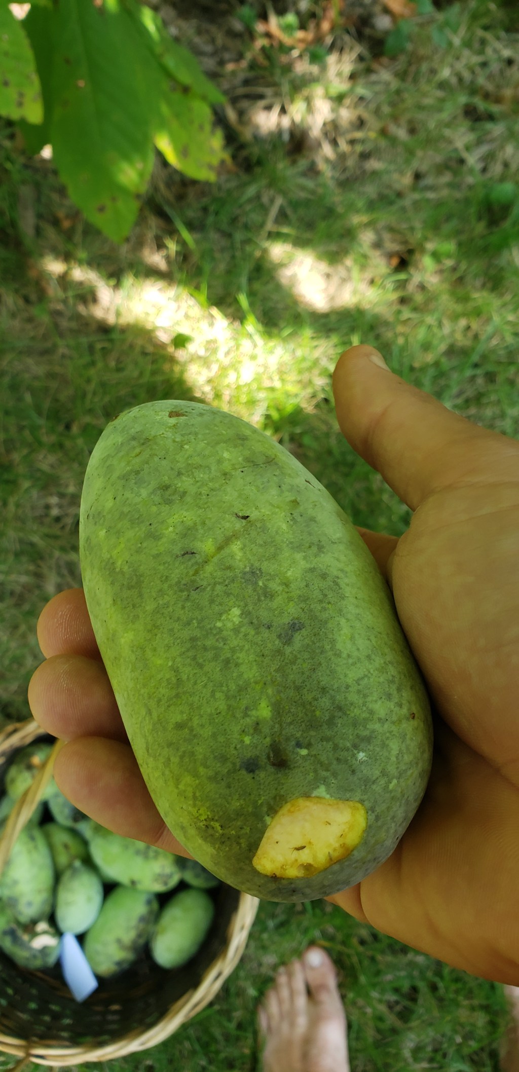 Fall Fecundity: TreeYo Project Update