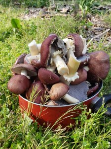 King stropharia wine cap