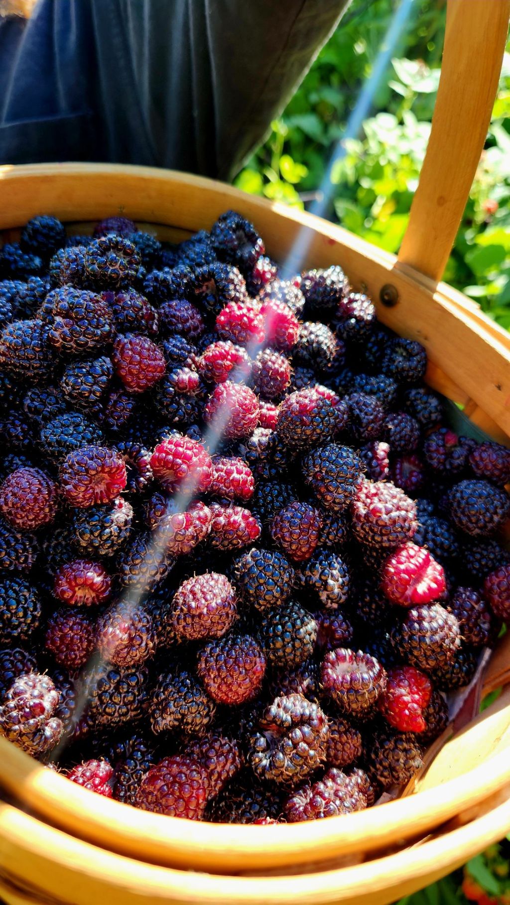 Bareroot Plants for Sale: A vision come&nbsp;true