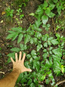 black cohosh Treasure Lake