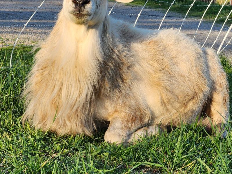 Next Course: Rasing Goats and Sheep Orgaincally on the&nbsp;Homestead