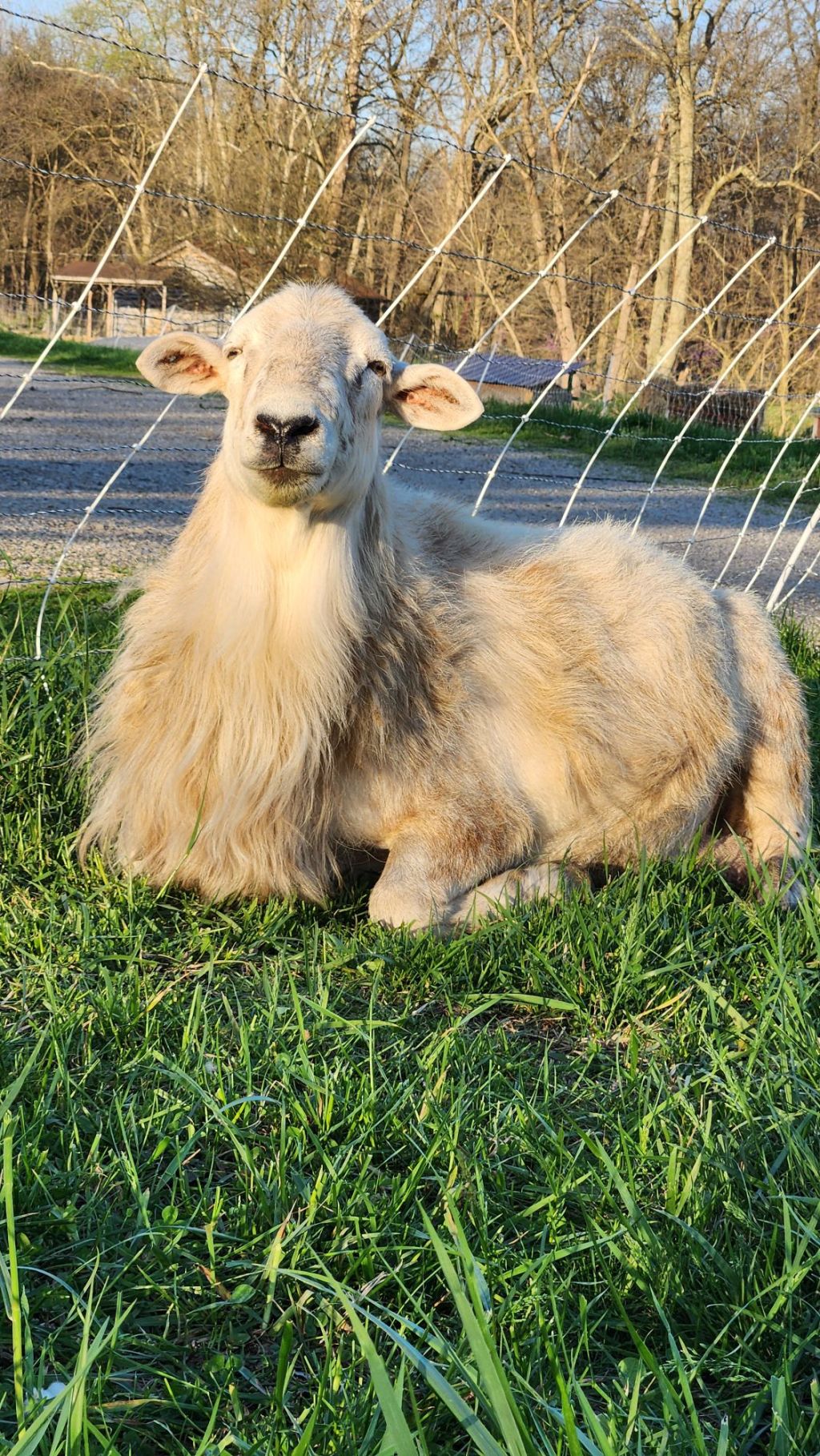 Next Course: Rasing Goats and Sheep Orgaincally on the&nbsp;Homestead