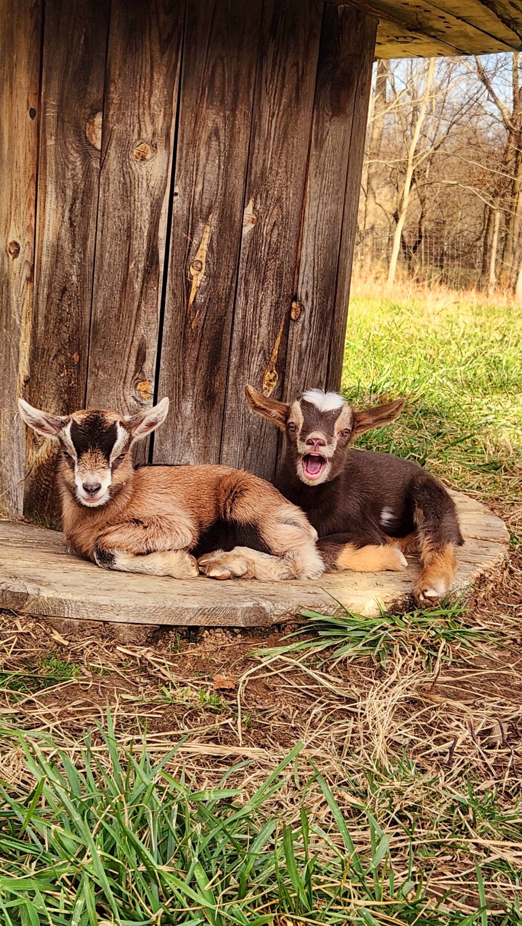 Homestead Happenings: late fall&nbsp;2023