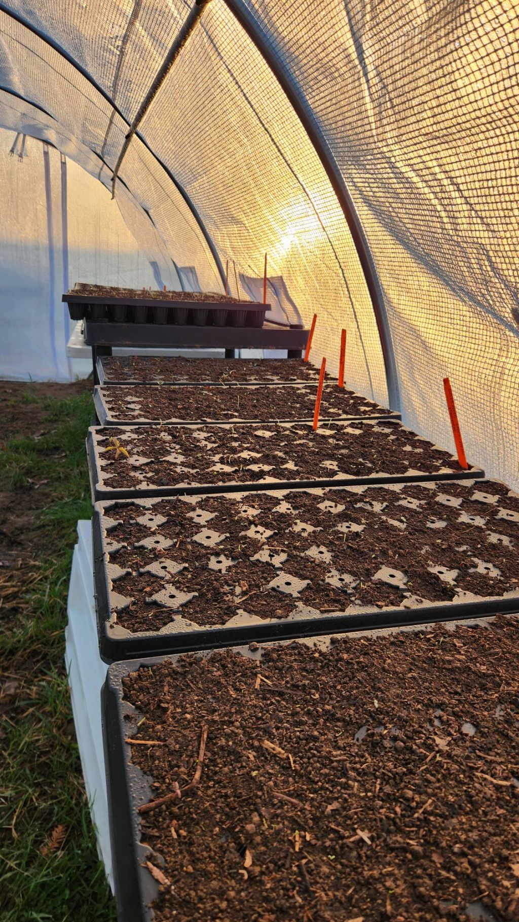 Classes, Tree Planting, Nursery, and&nbsp;Farm