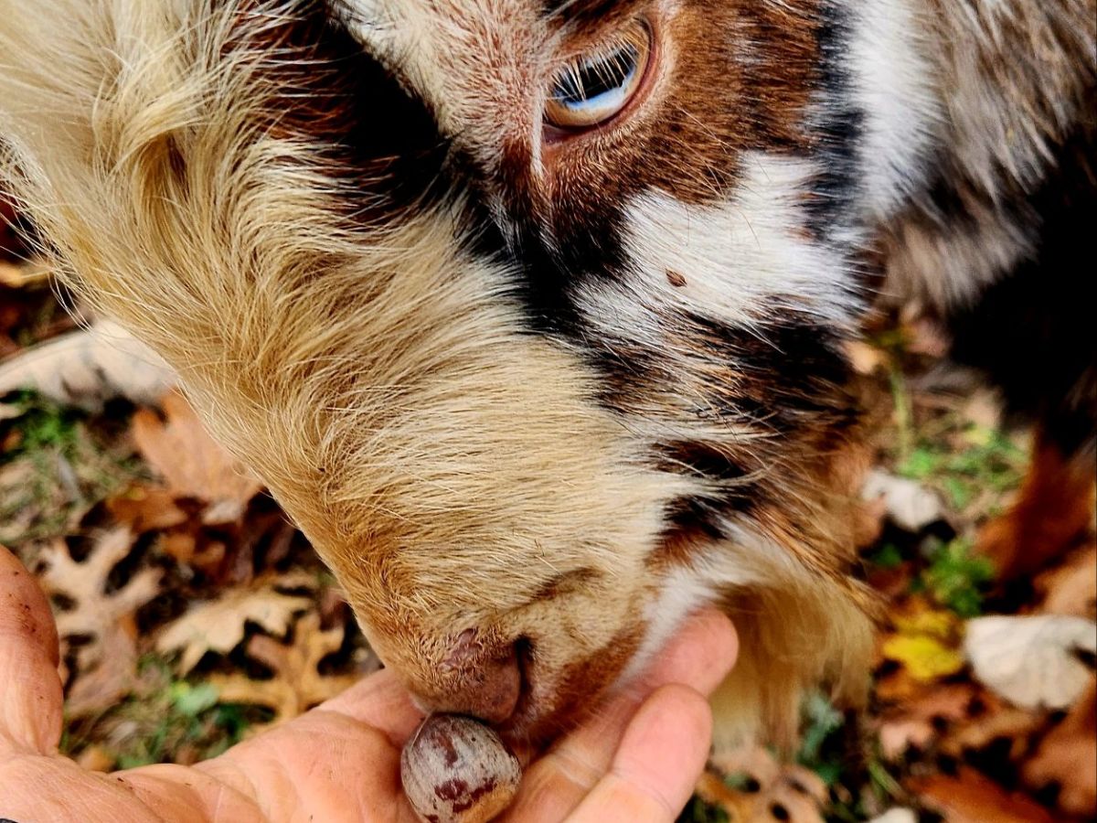 Tree Crops Connections: Goats, acorns, and honey locust&nbsp;pods