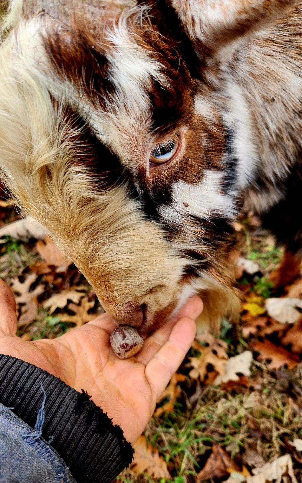 Tree Crops Connections: Goats, acorns, and honey locust&nbsp;pods