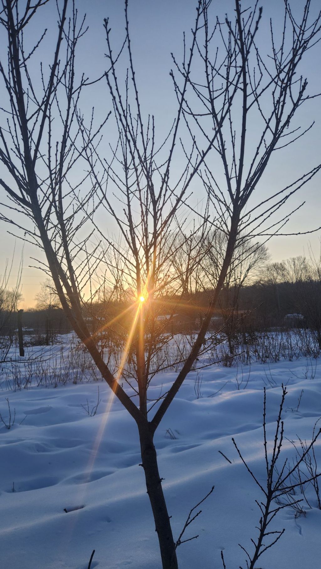Winter Orchard Garden&nbsp;Doings