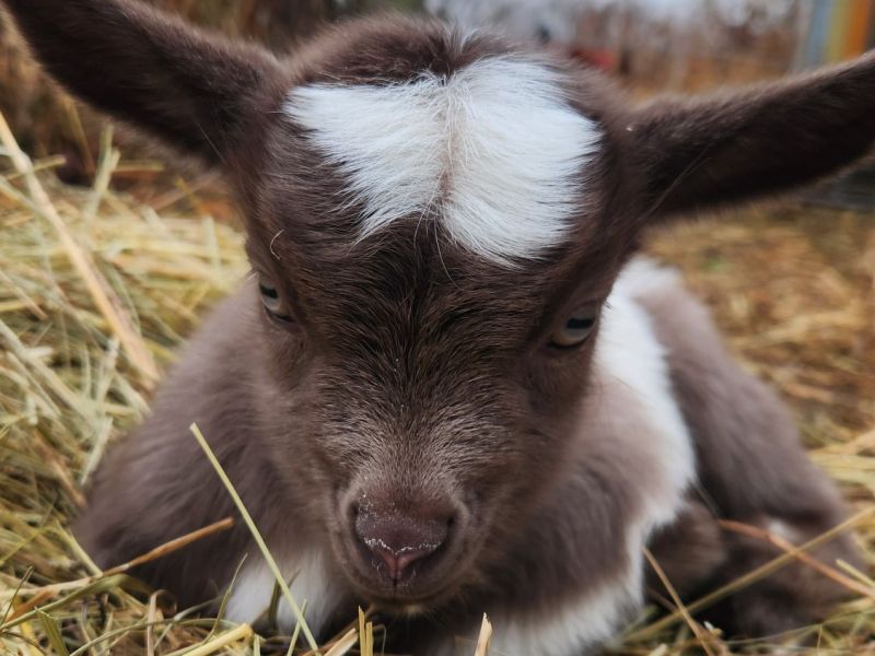Baby Goats and Newness,&nbsp;Perspective