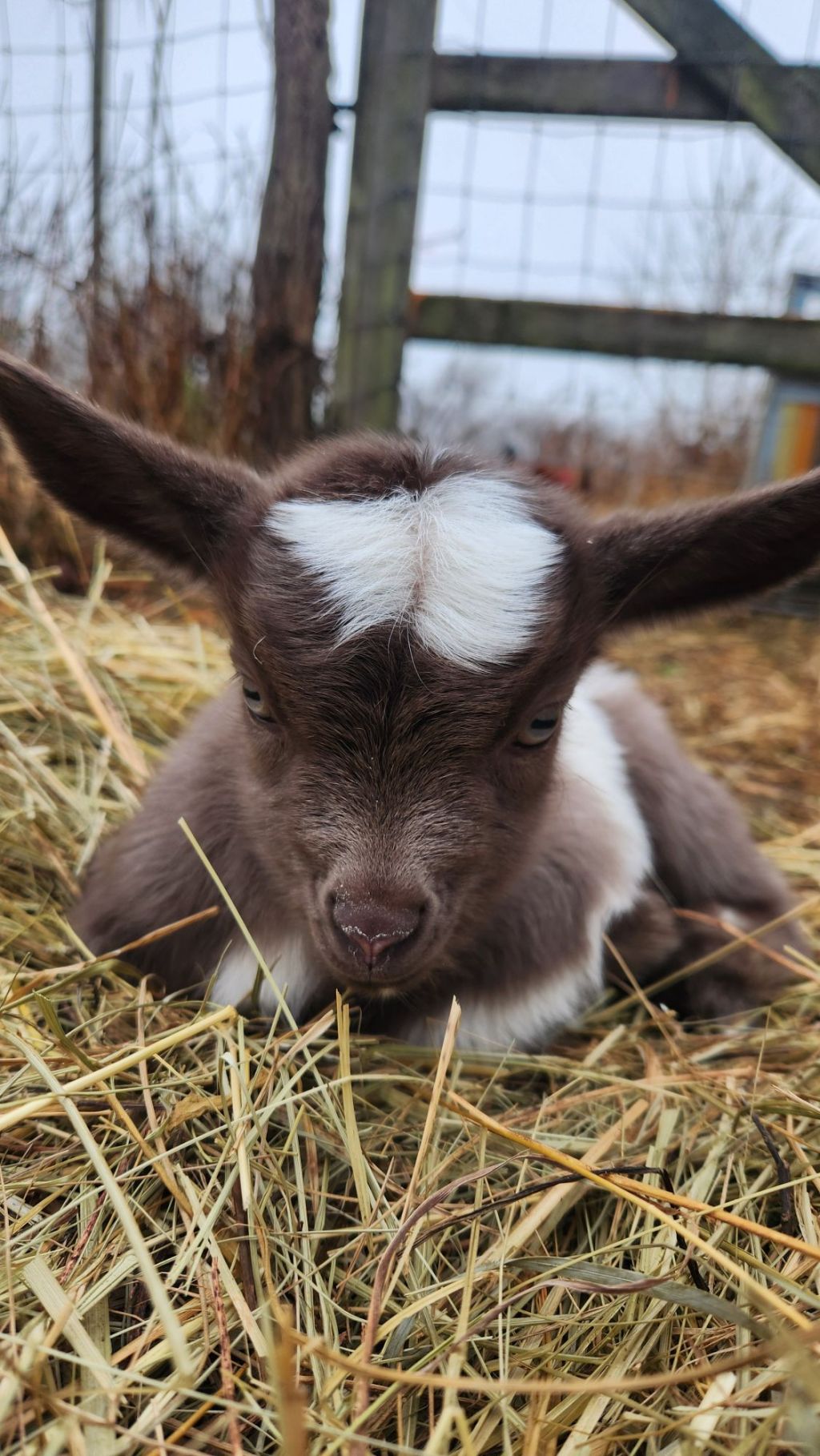 Baby Goats and Newness,&nbsp;Perspective